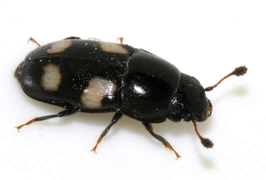 Image of Four-spotted Sap Beetle