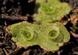 Image of common liverwort