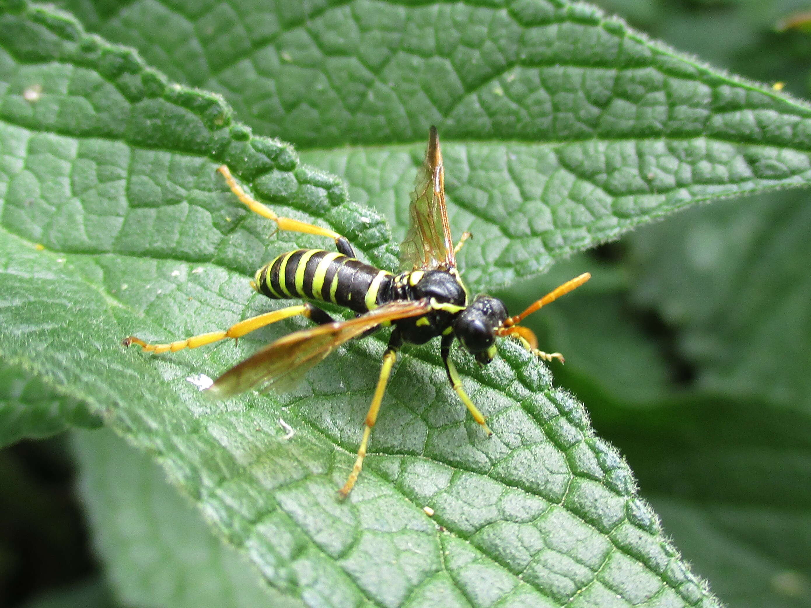 صورة <i>Tenthredo scrophulariae</i>