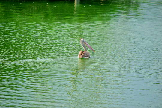 Image of Grey Pelican