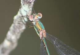 Image of Lestes temporalis Selys 1883