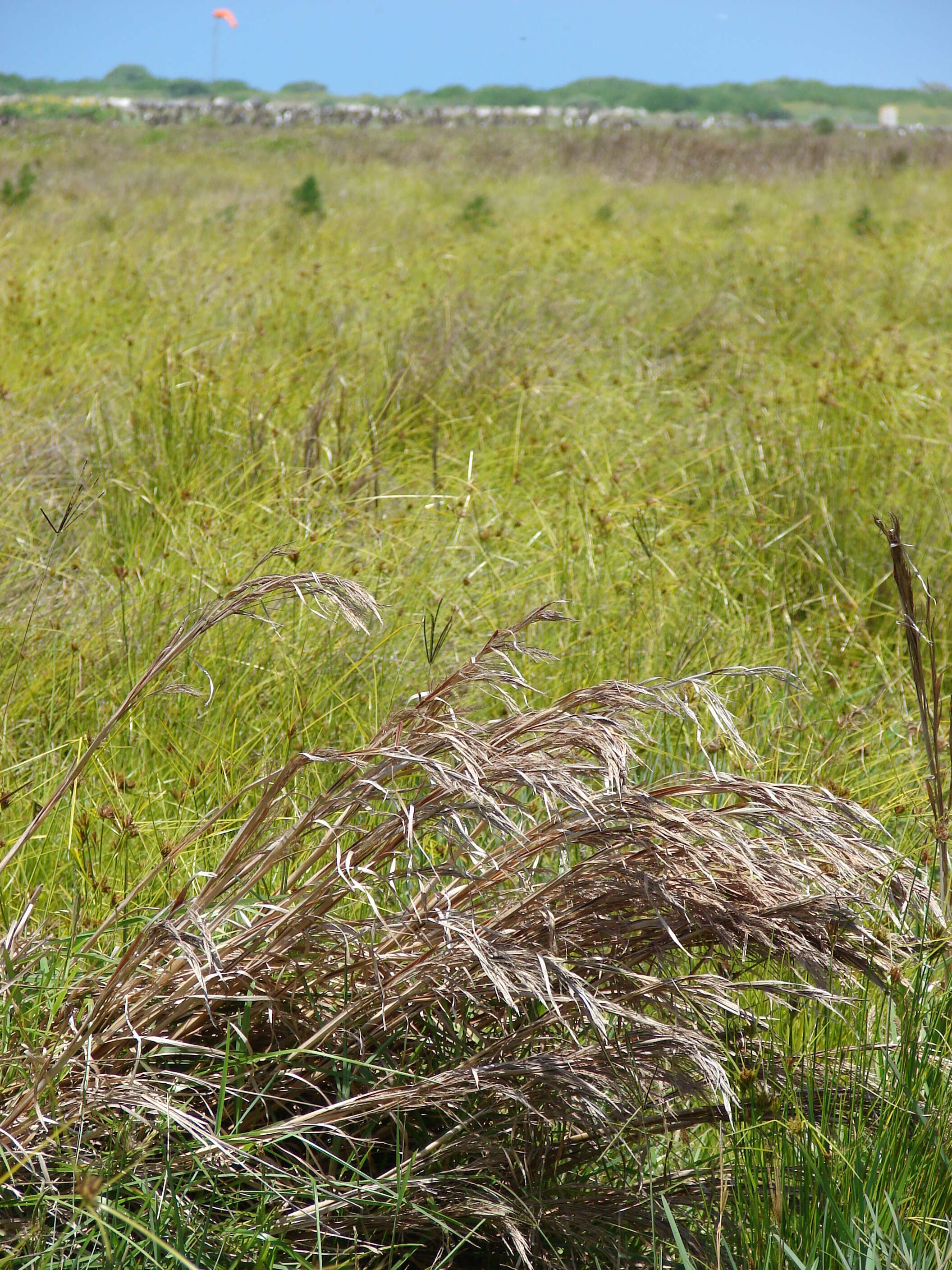 Imagem de Andropogon glomeratus (Walter) Britton, Sterns & Poggenb.