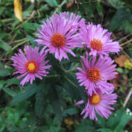 Image of Michaelmas daisy