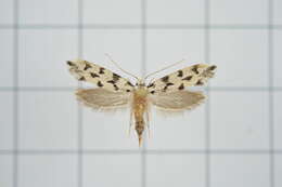 Image of Moth