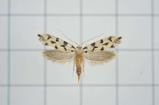 Image of Moth