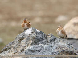 Image of Asian Crimson-winged Finch