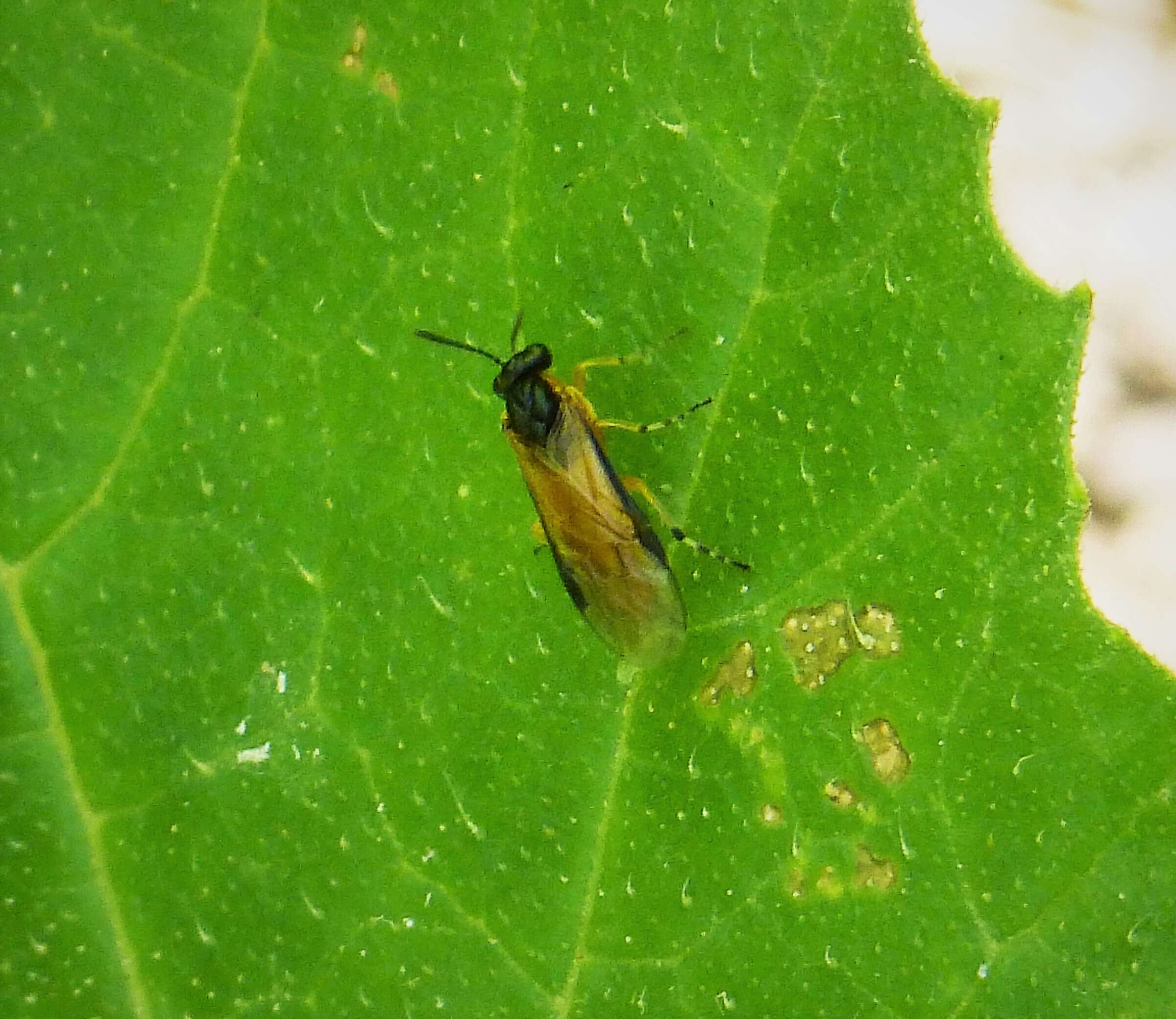 Image of <i>Athalia cordata</i>