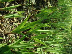 Carex siderosticta Hance resmi