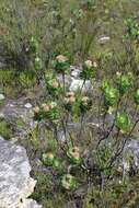 Plancia ëd Leucospermum winteri J. P. Rourke