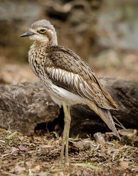 Image of Bush Stone-curlew