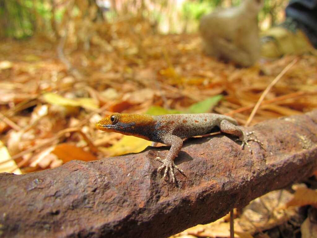 Image of Yellow-headed gecko