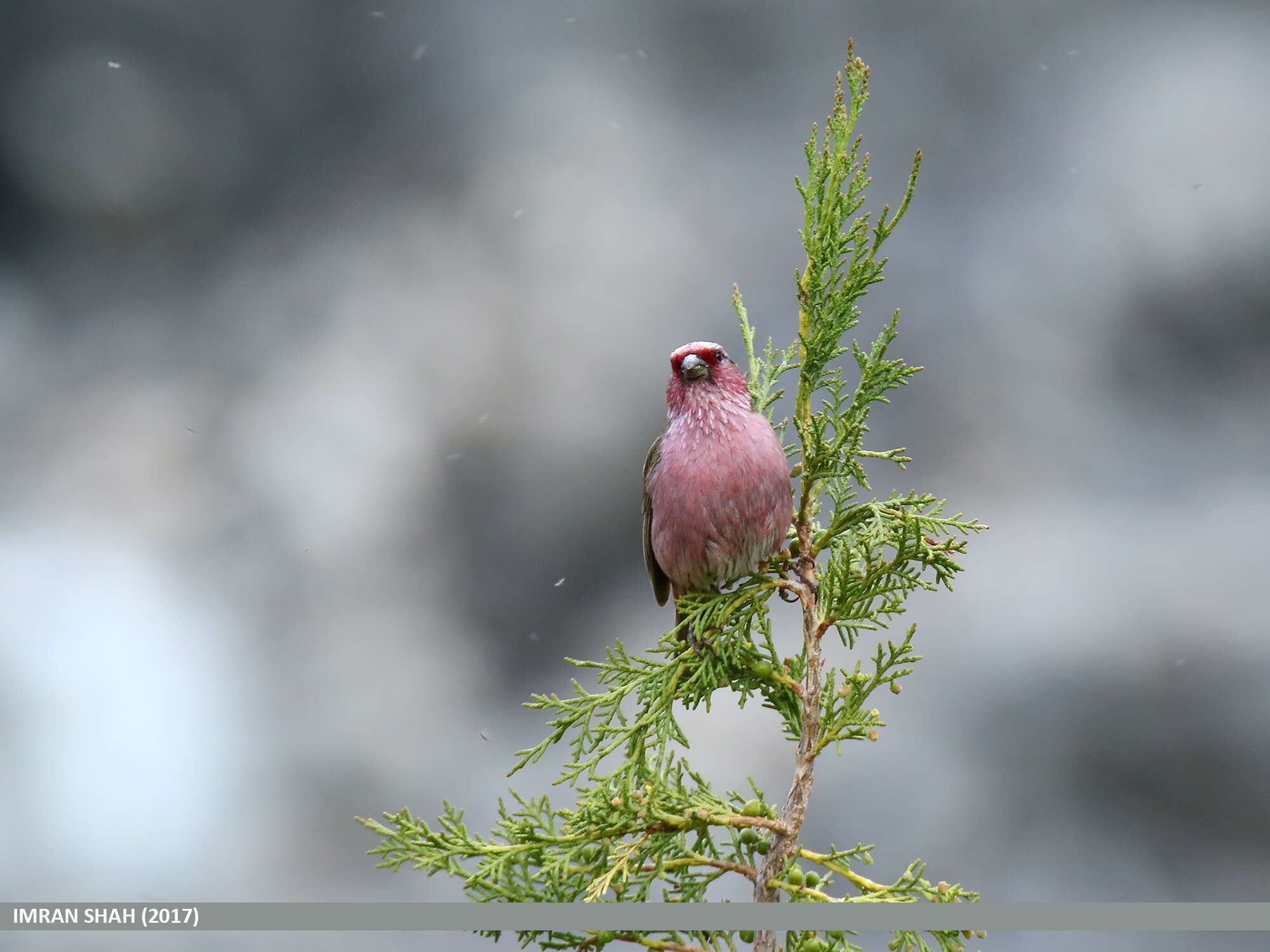 Image of Himalayan White-browed Rosefinch