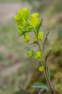 Image of Wood Spurge