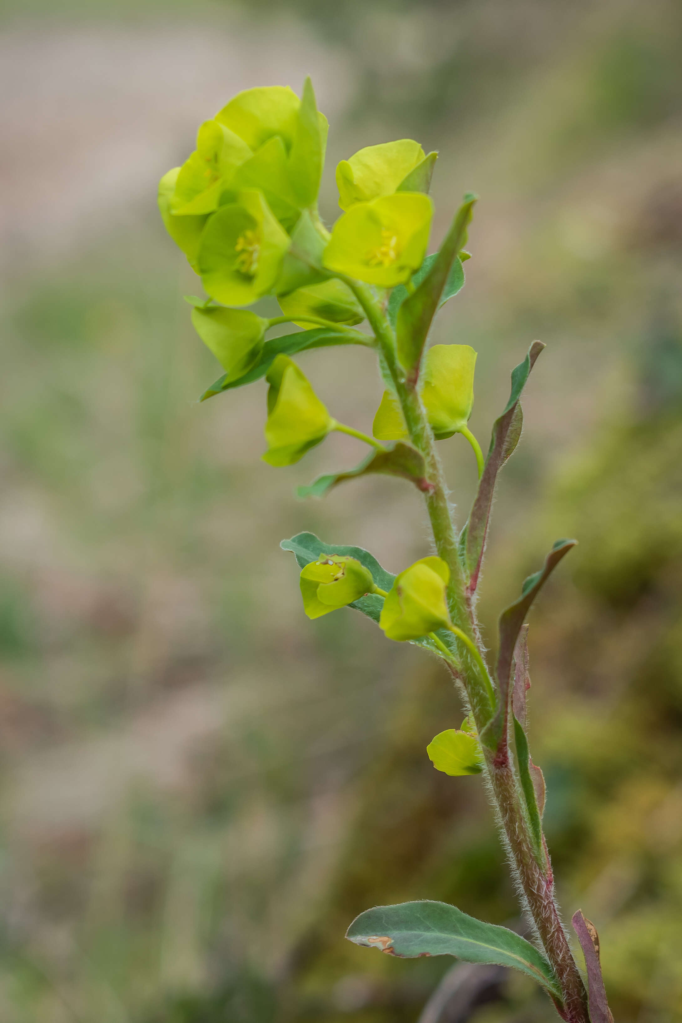 Image of Wood Spurge