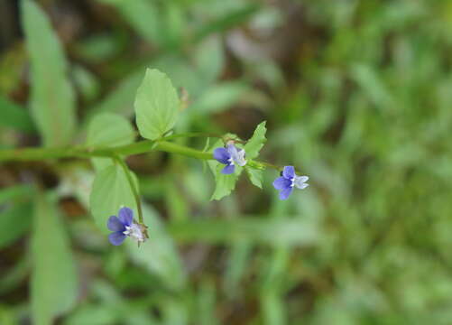 Lobelia alsinoides Lam. resmi