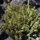 Image of Euphorbia barnardii A. C. White, R. A. Dyer & B. Sloane