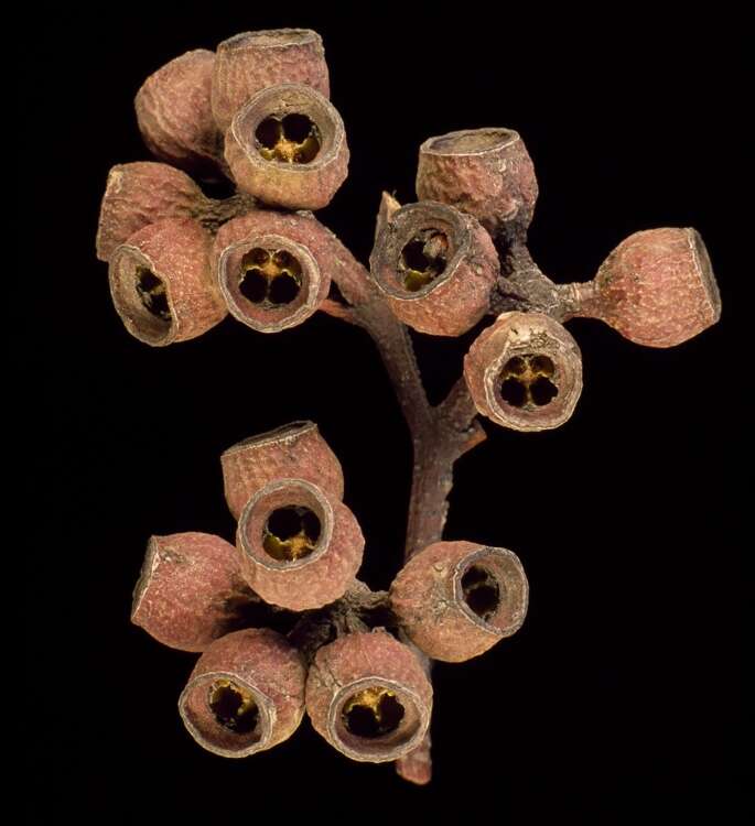 Image of Faulconbridge Mallee Ash