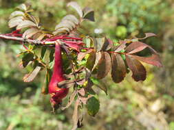 Image of Rosa sericea Lindl.