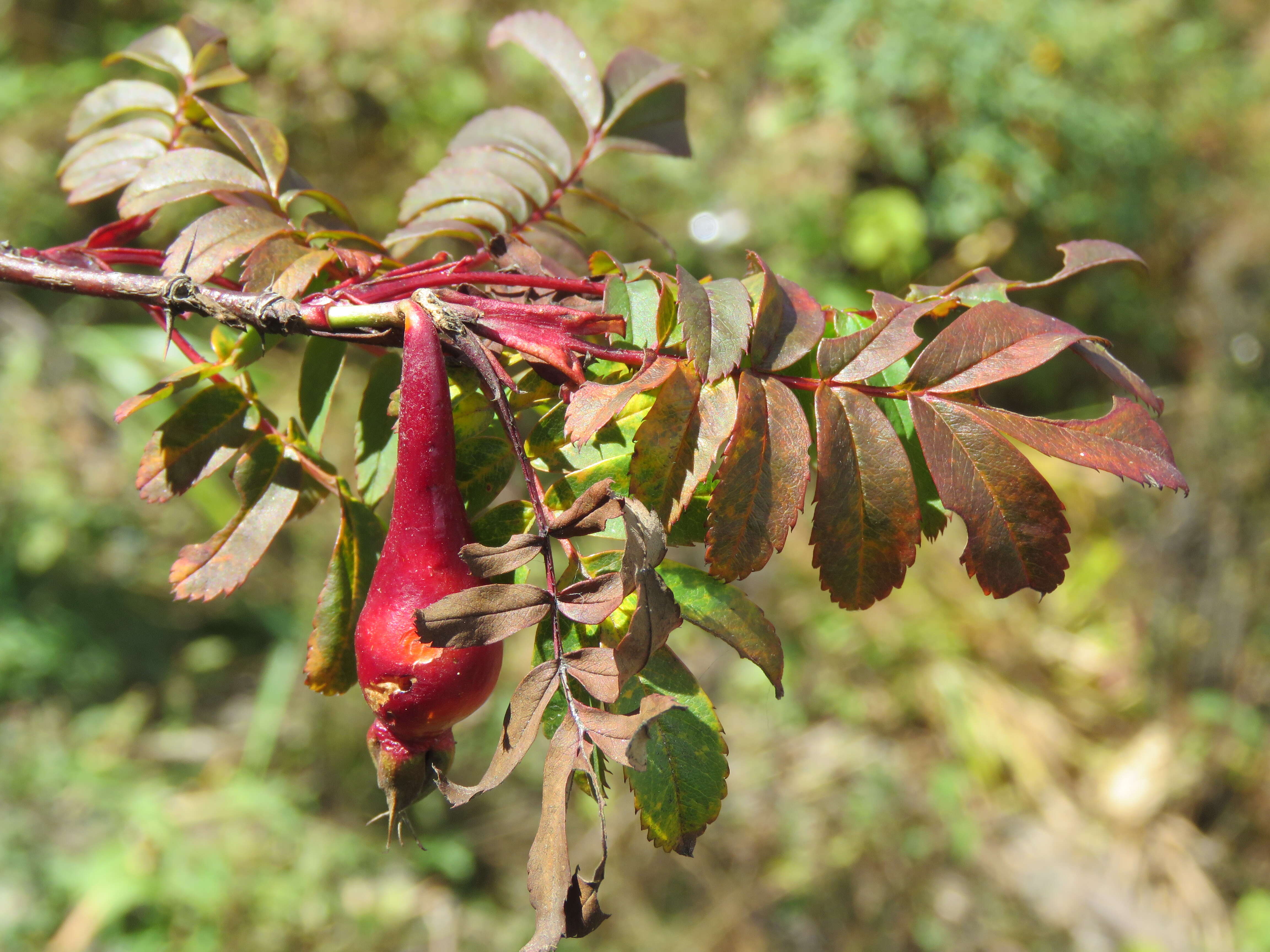 Image of Rosa sericea Lindl.