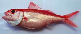 Image of Deepwater Red Snapper