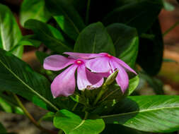 Image of Madagascar periwinkle