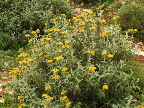 Image of shrubby Jerusalem sage