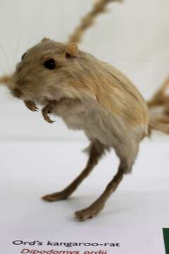 Image of Ord's Kangaroo Rat