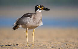 Image of Beach Stone-curlew