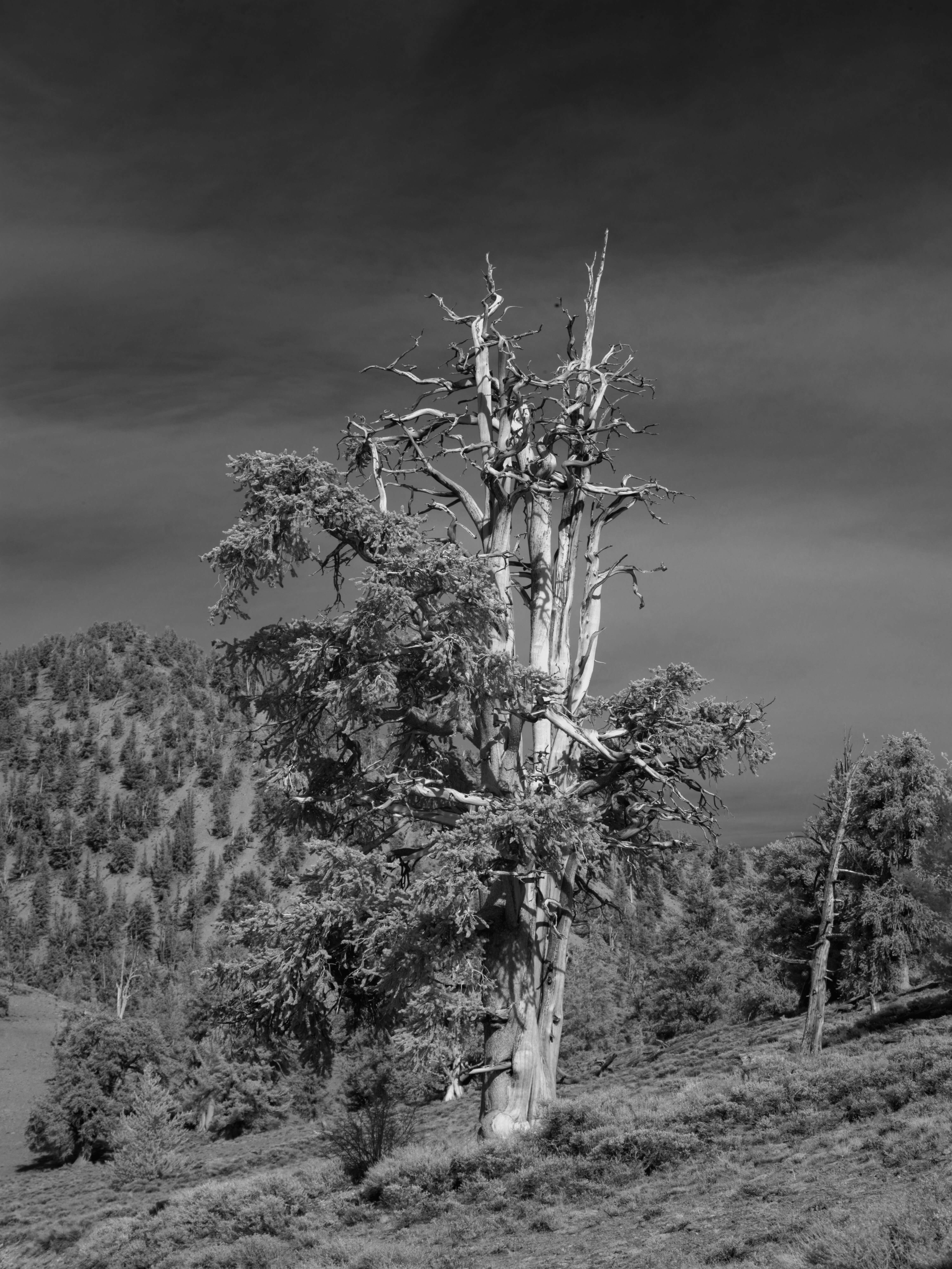 Image of Great Basin bristlecone pine