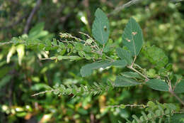 Sivun Phyllodium pulchellum (L.) Desv. kuva