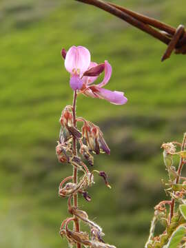 Image of greenleaf ticktrefoil