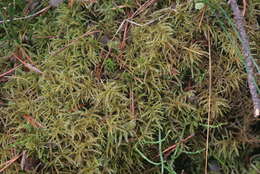 Image of hylocomiastrum moss