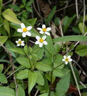 Image of hairy beggarticks