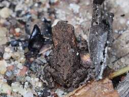 Image of Common Toad