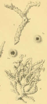 Image of staghorn corals