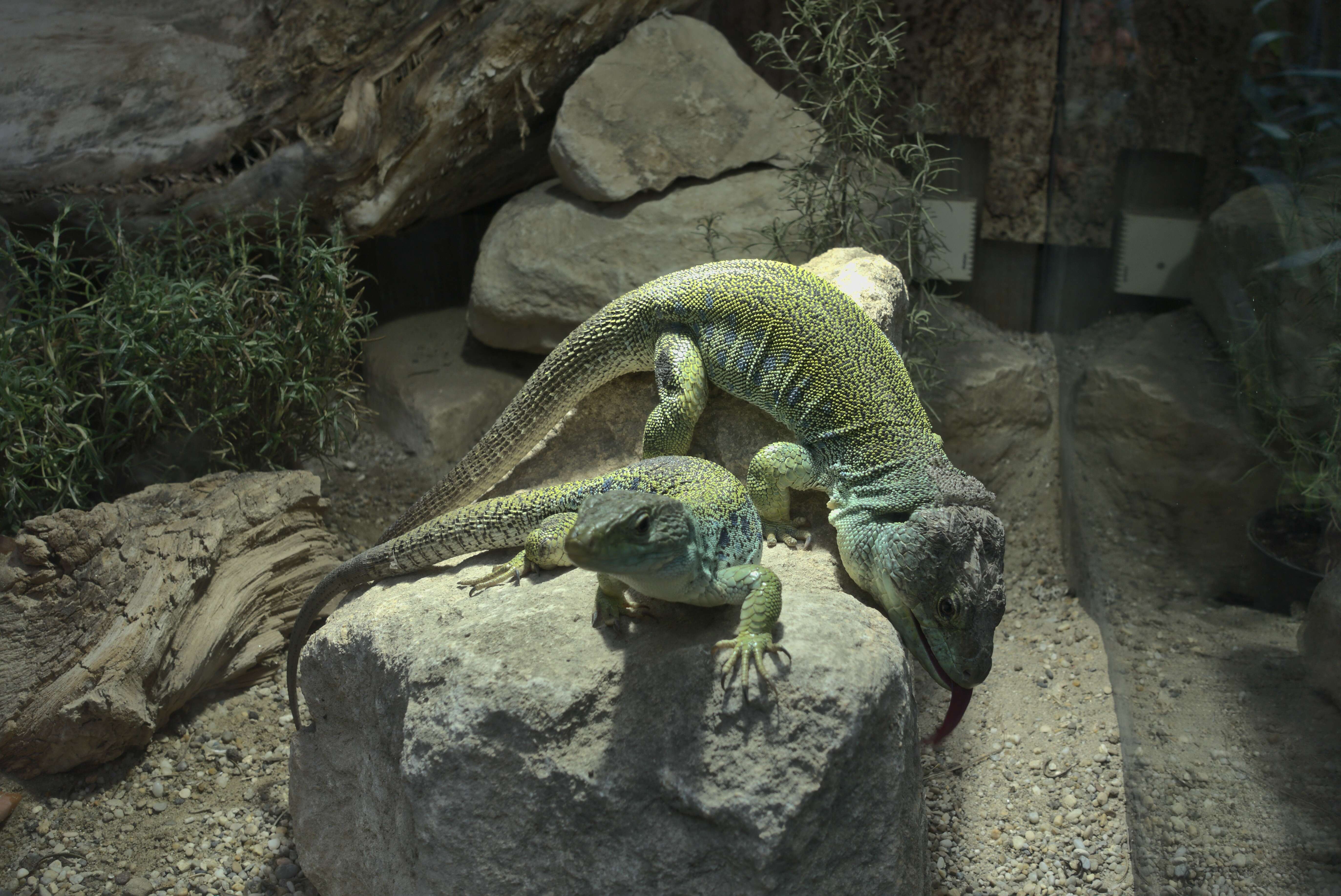 Image of Ocellated Lizard