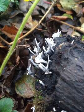 Image of Candle-snuff Fungus