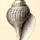 Image of Gymnobela phyxanor (R. B. Watson 1886)