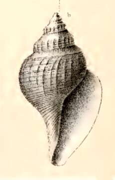 Image of Gymnobela phyxanor (R. B. Watson 1886)