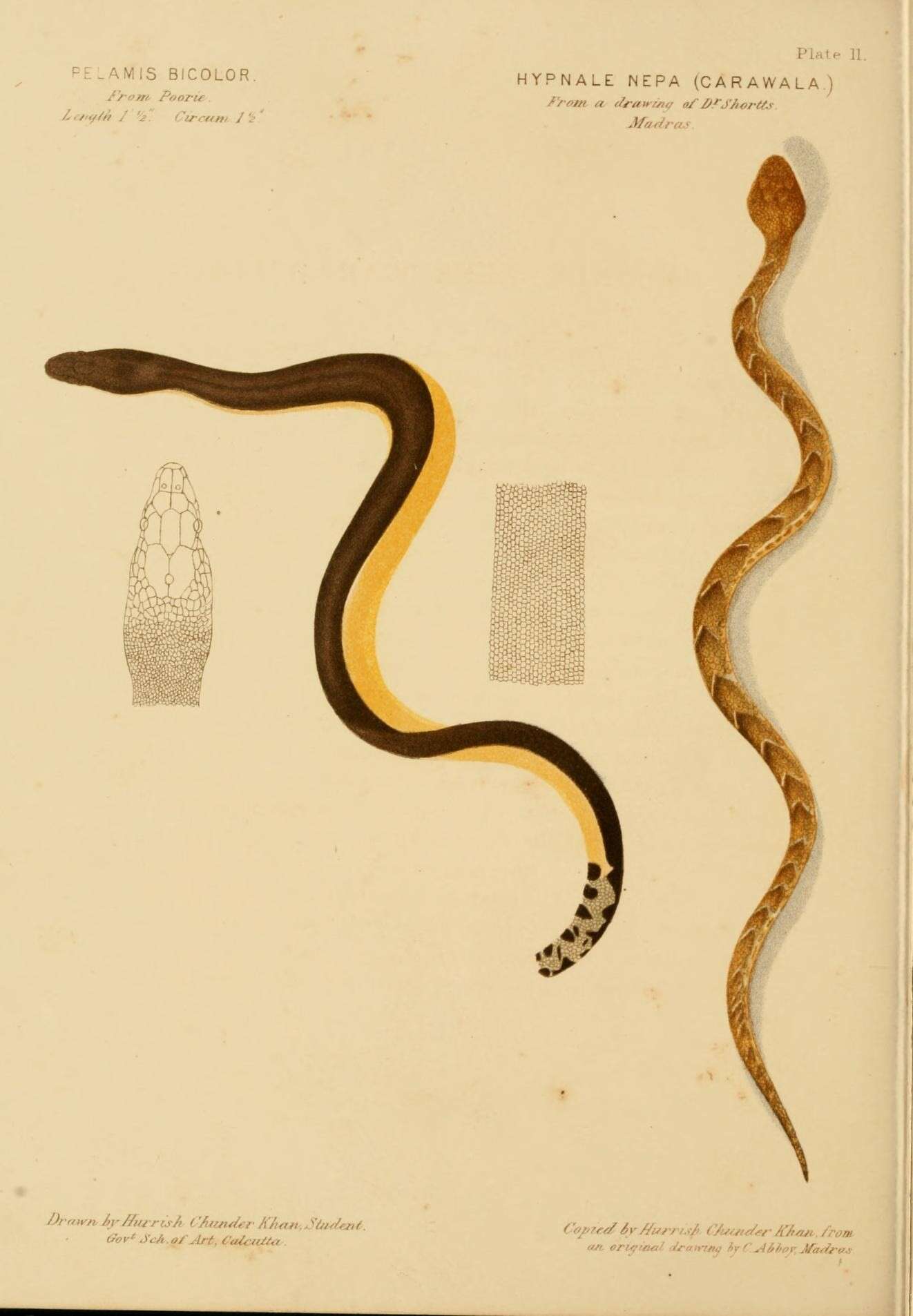Imagem de Hypnale nepa (Laurenti 1768)