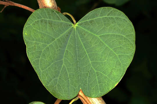 Image of African plume