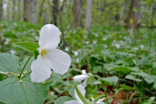 Image of White trillium