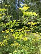 Image of wild parsnip