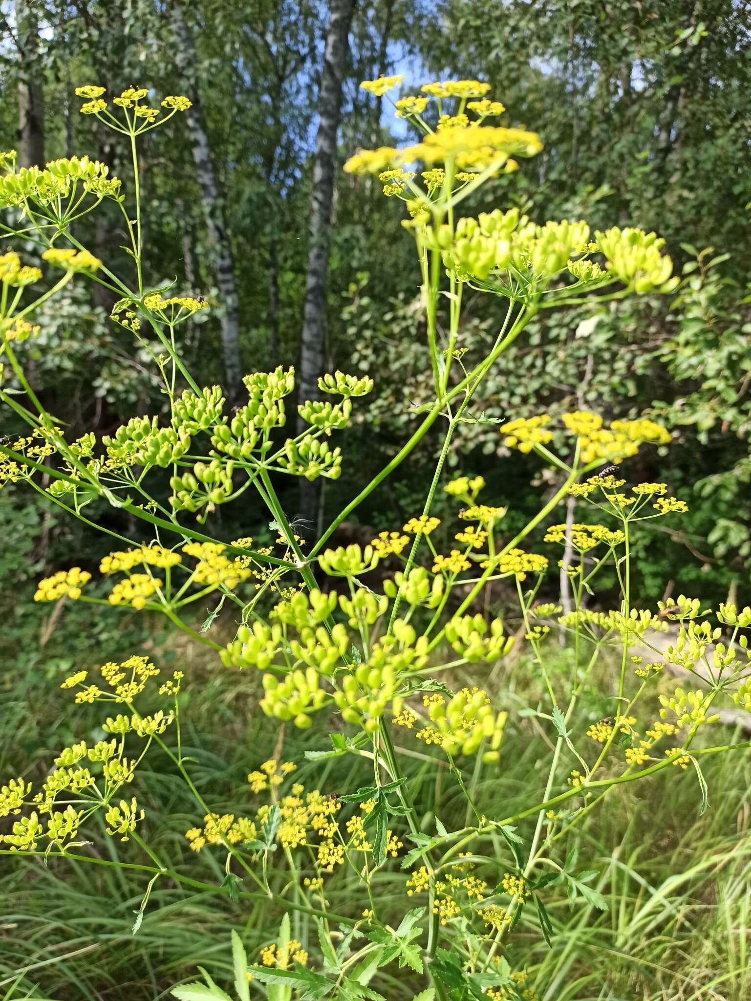 Image of wild parsnip