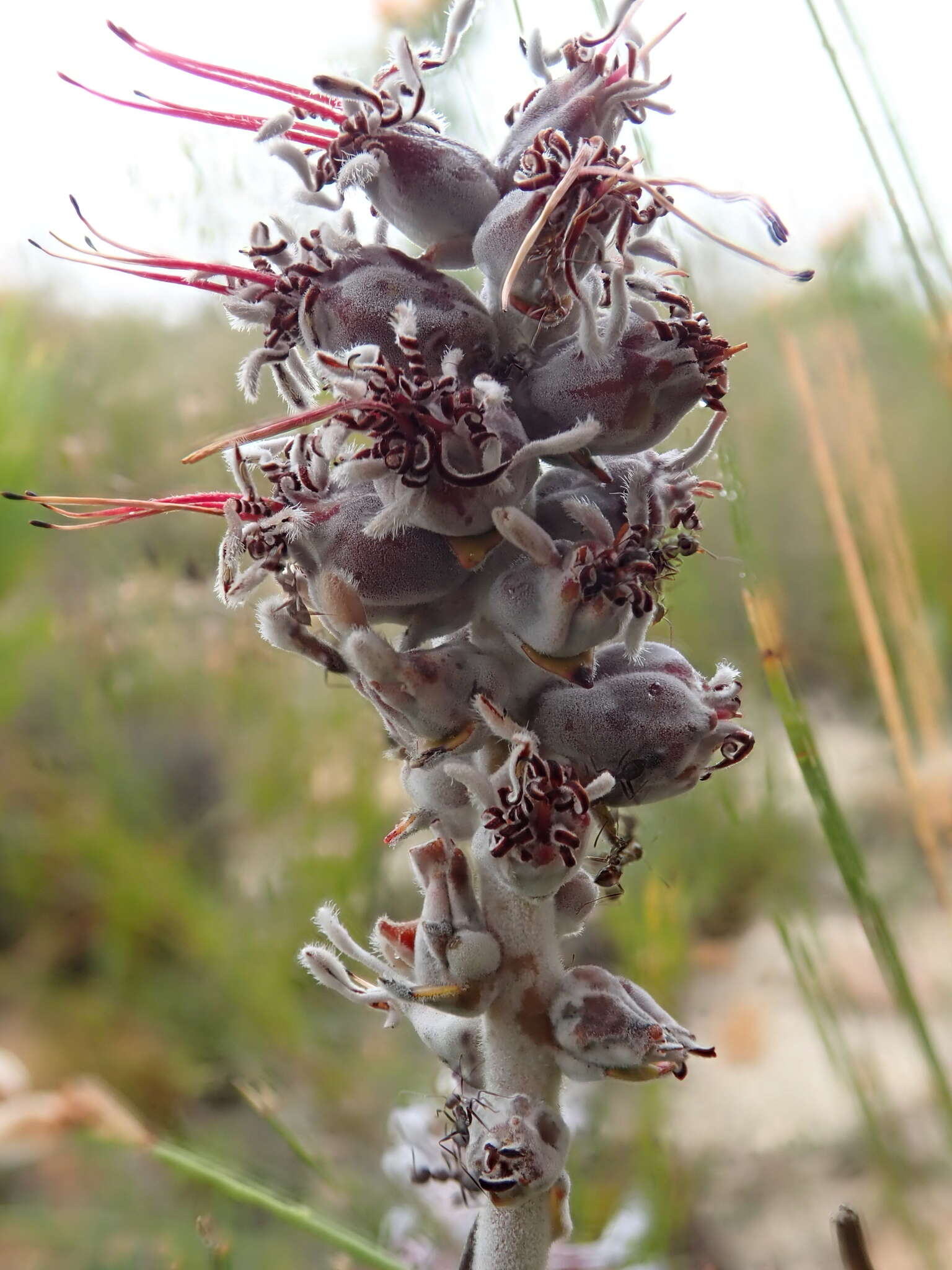 Imagem de Paranomus dispersus Levyns