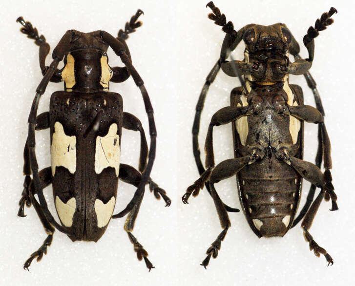 Image of Mimocalothyrza