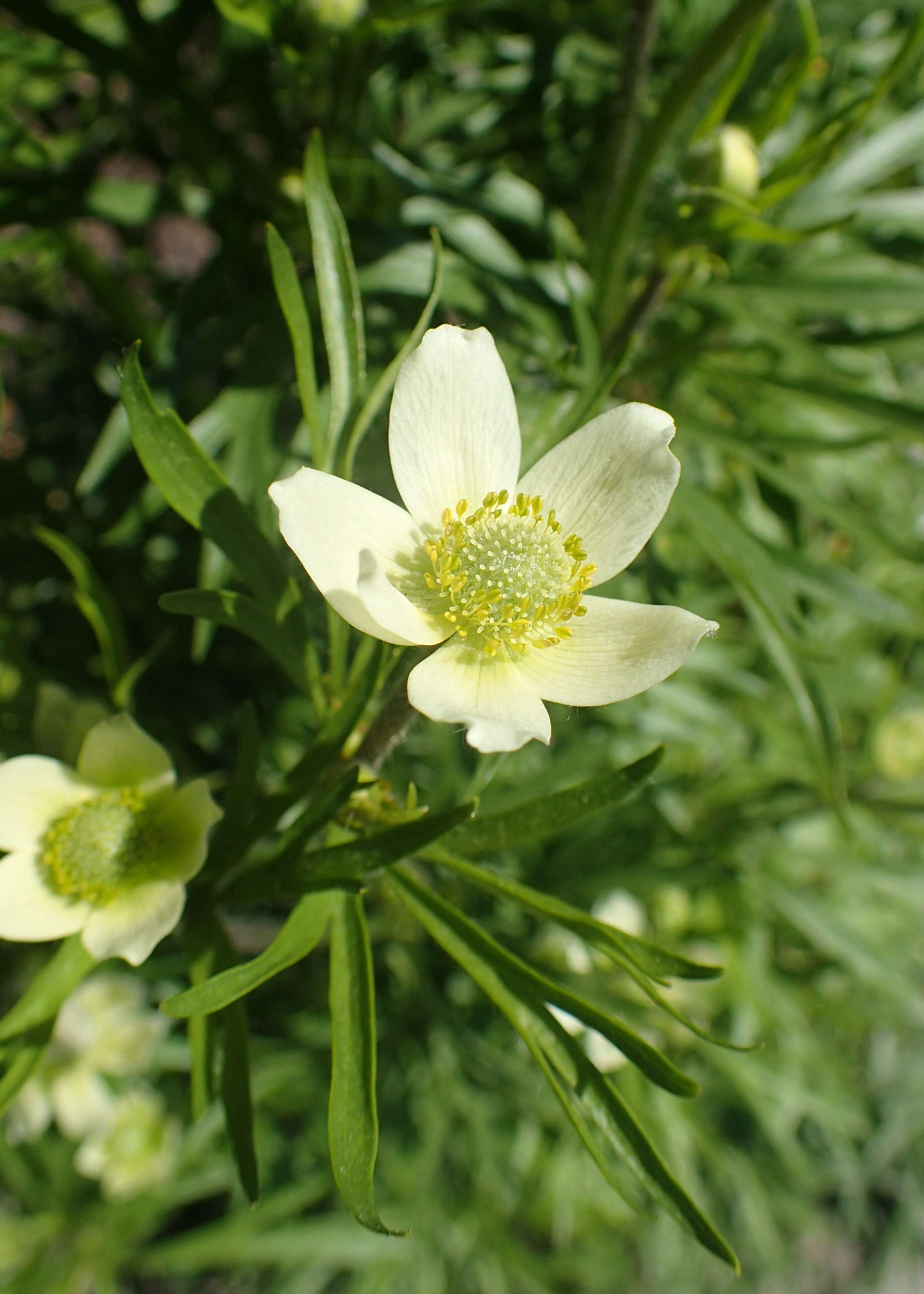 Anemone drummondii S. Wats. resmi