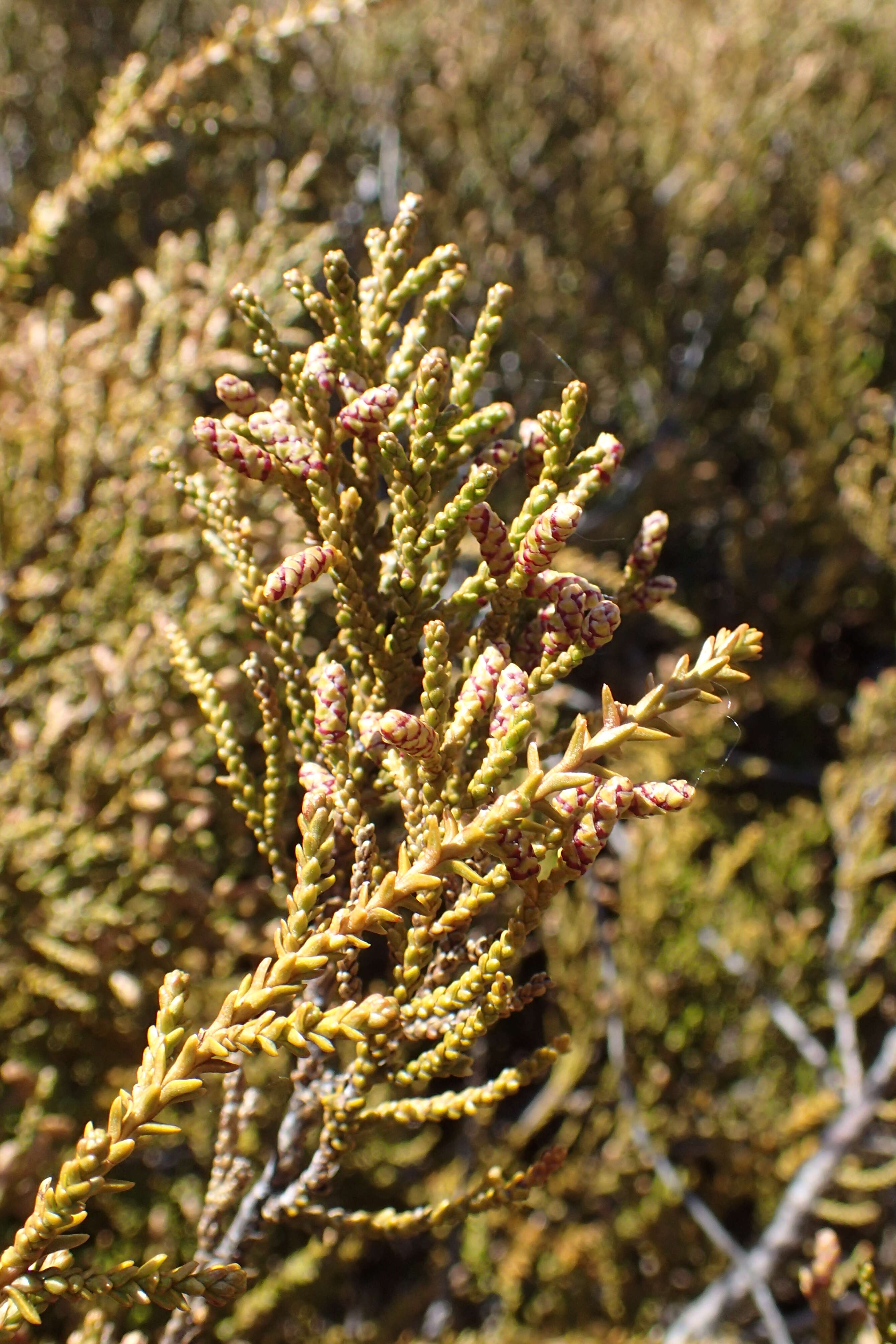 Image of Mountain Rimu