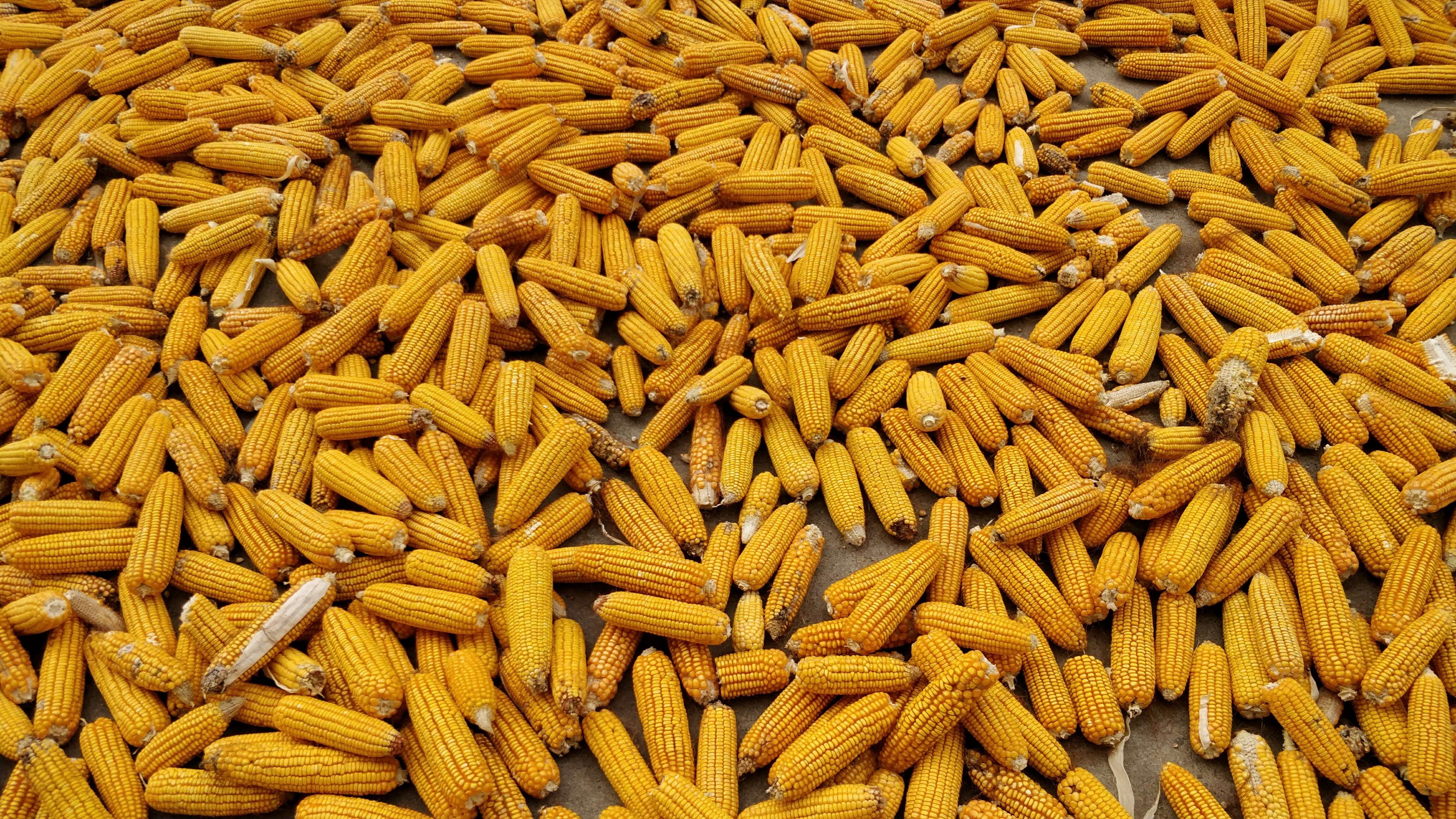 Image of corn