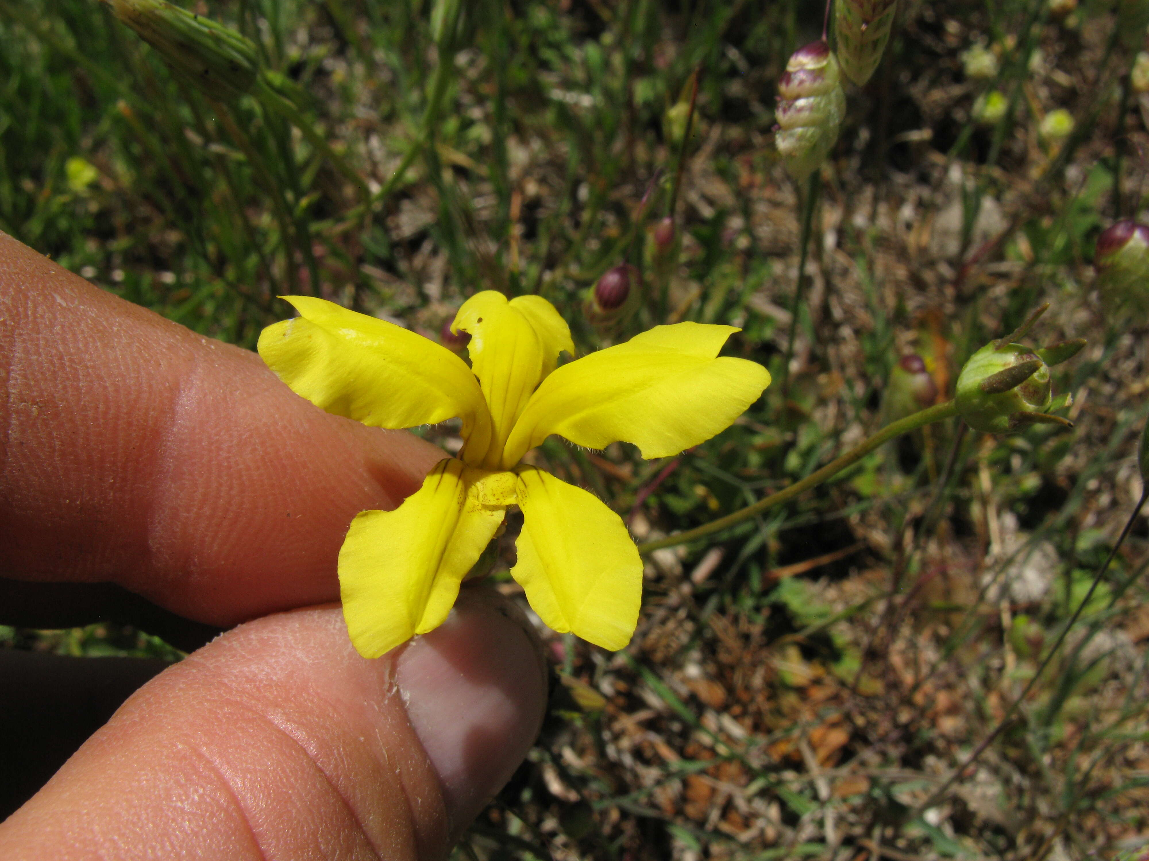 Image of Goodenia pinnatifida Schltdl.